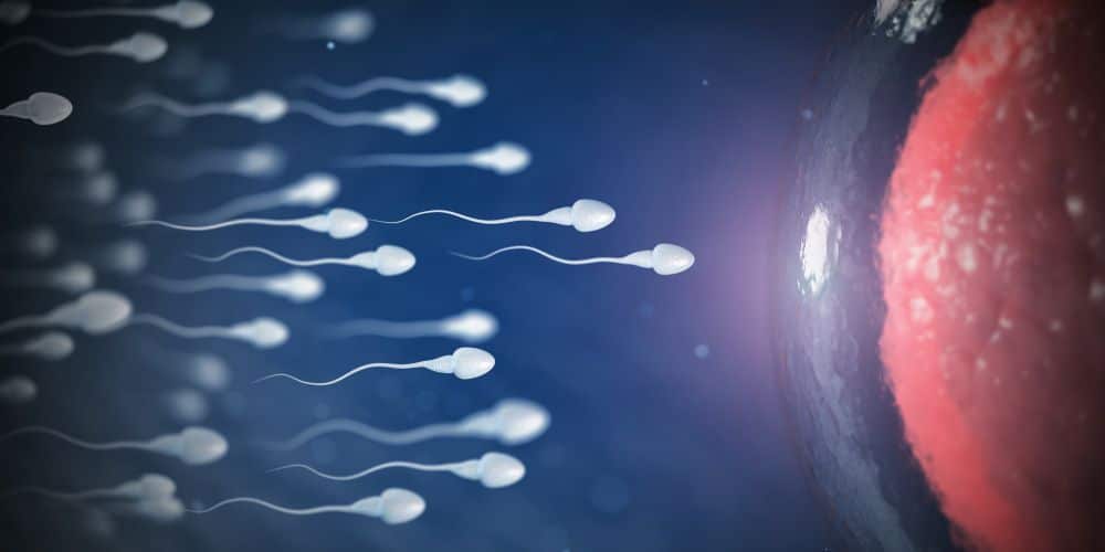 Sperm Kalitesini Artırmak